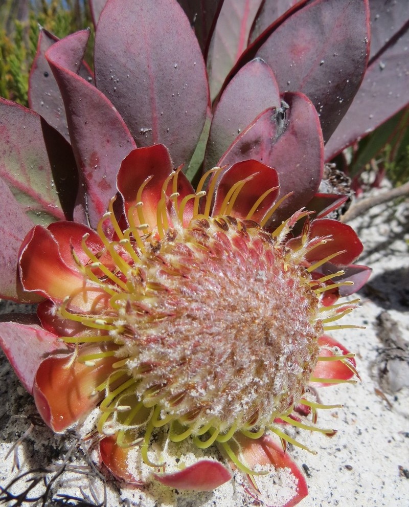 Protea acaulos photo 3