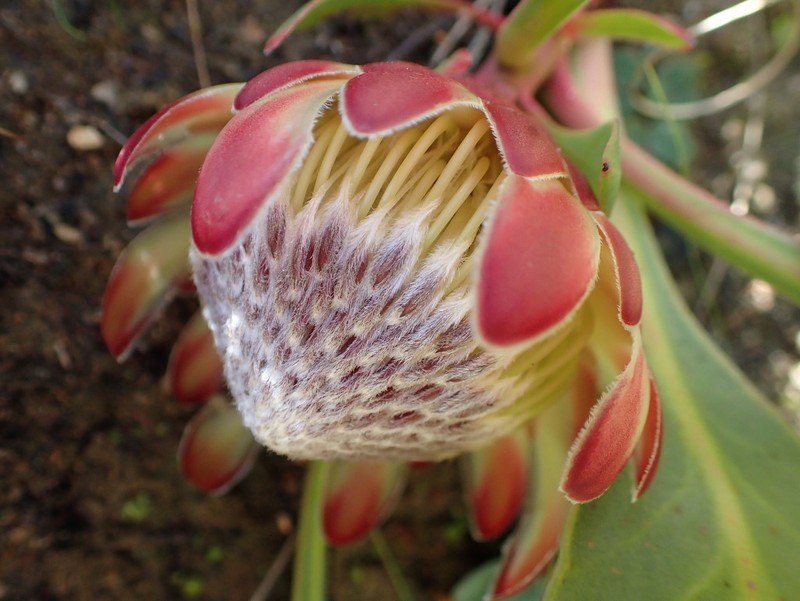 Protea acaulos photo 4