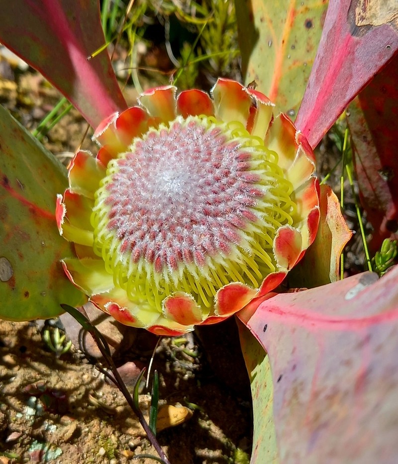 Protea acaulos photo 5