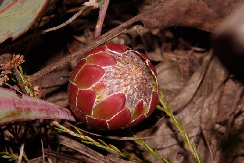 Protea acaulos photo 6
