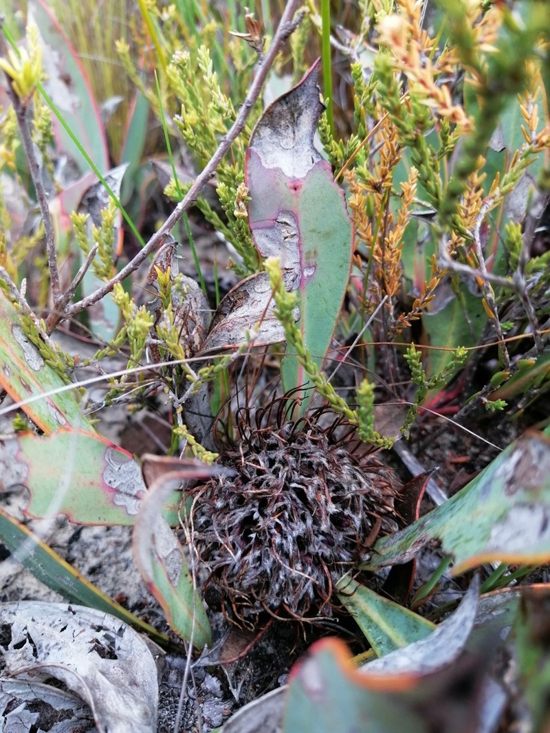 Protea acaulos photo 7