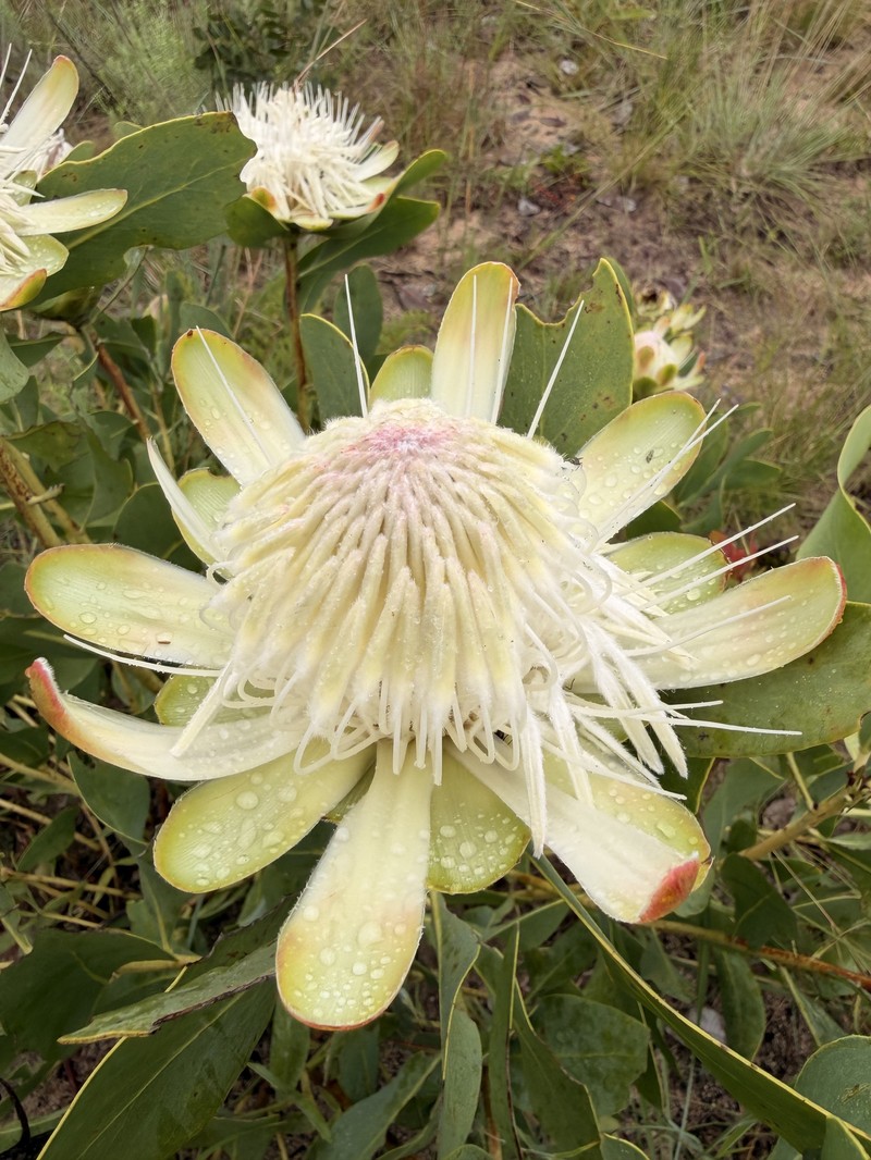 Protea angolensis var. angolensis