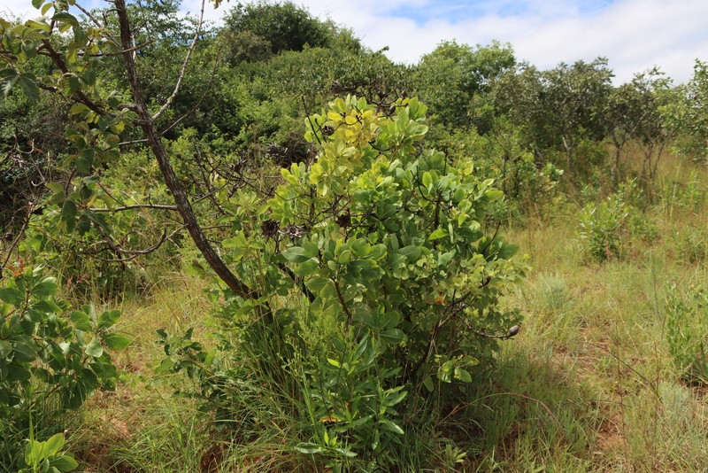 Protea angolensis var. angolensis photo 2