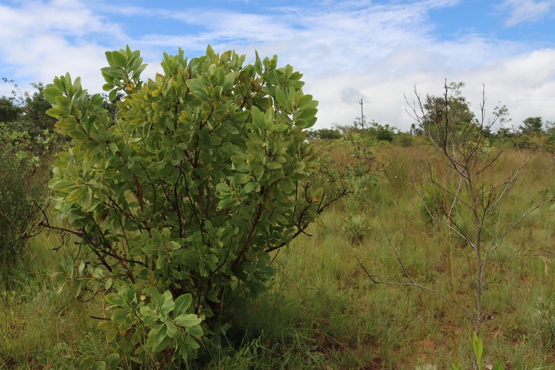 Protea angolensis var. angolensis photo 3