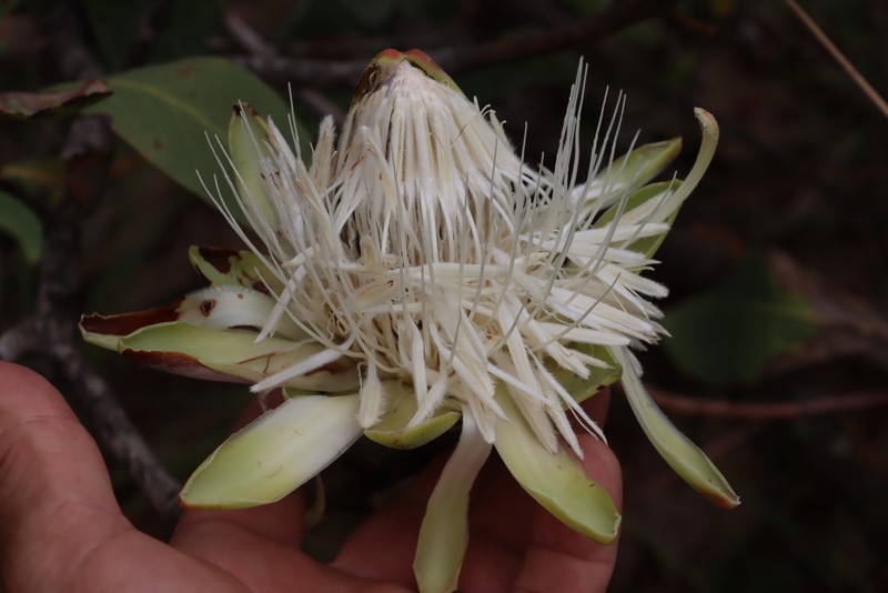 Protea angolensis var. angolensis photo 4