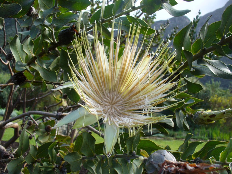 Protea aurea subsp. aurea