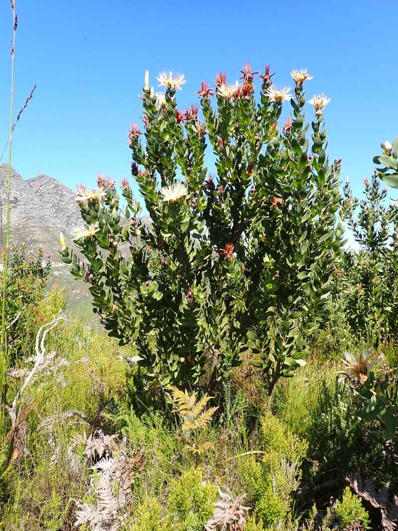 Protea aurea subsp. aurea photo 2