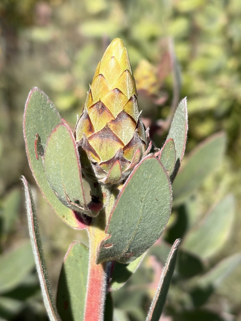 Protea aurea subsp. aurea photo 3