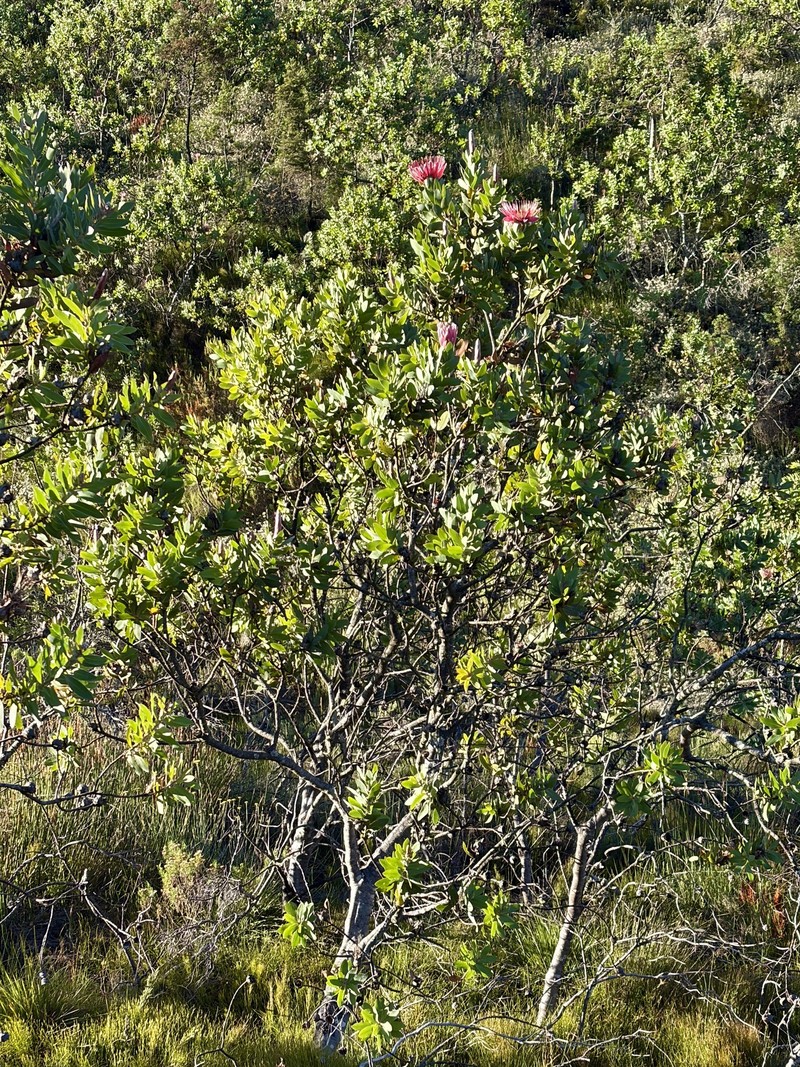 Protea aurea subsp. aurea photo 4