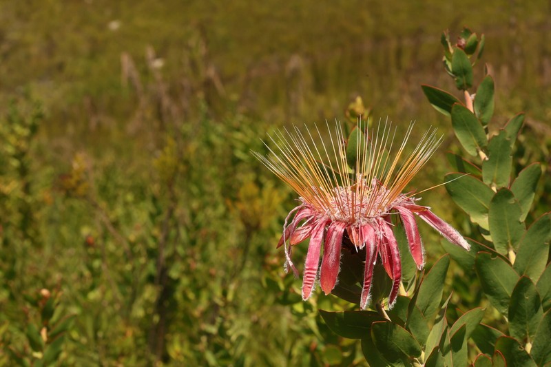 Protea aurea subsp. aurea photo 5