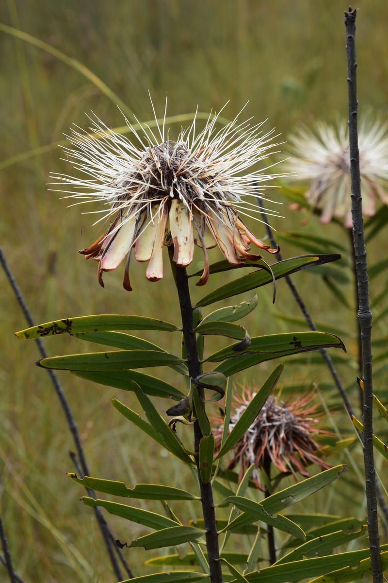 Protea baumii subsp. baumii
