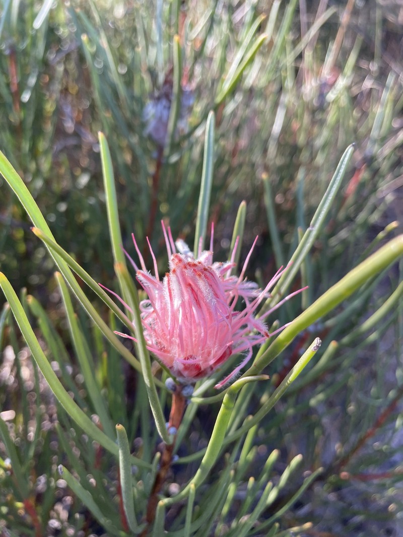 Protea baumii subsp. baumii photo 2
