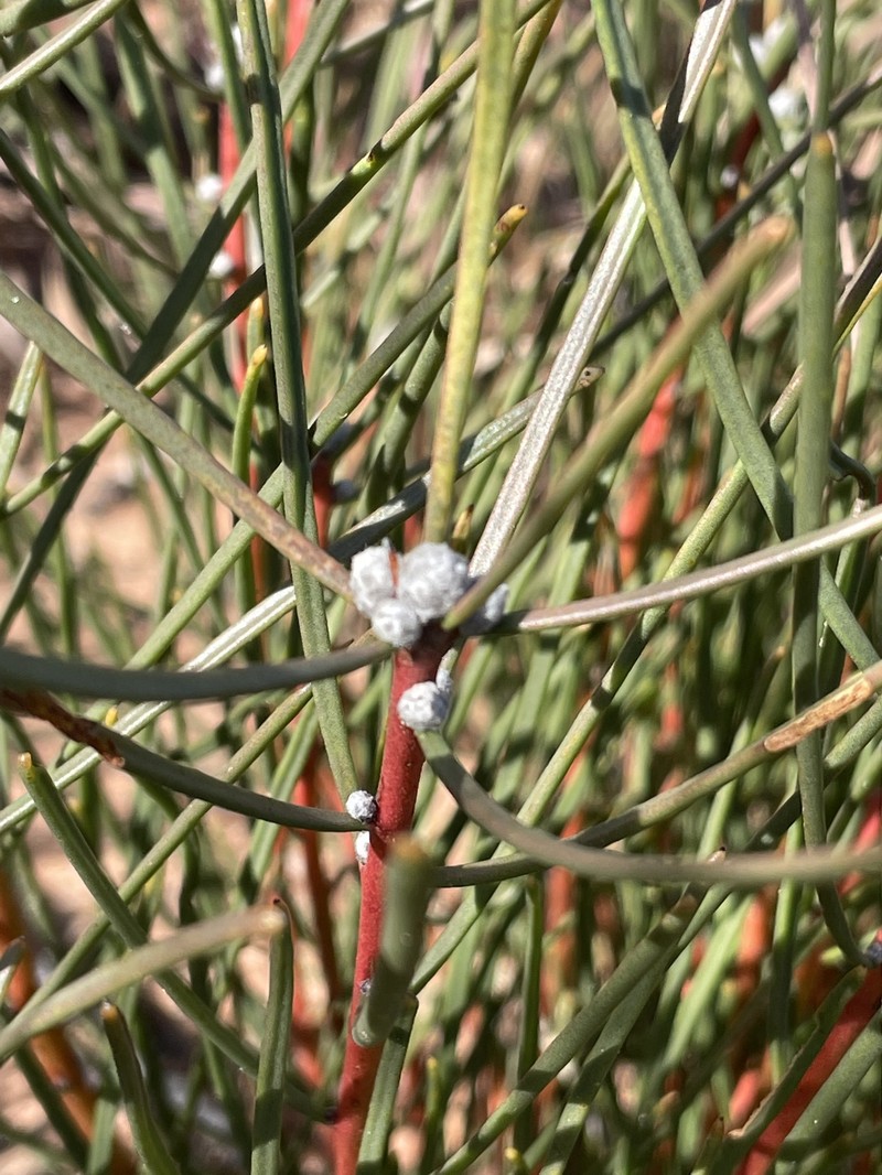 Protea baumii subsp. baumii photo 3