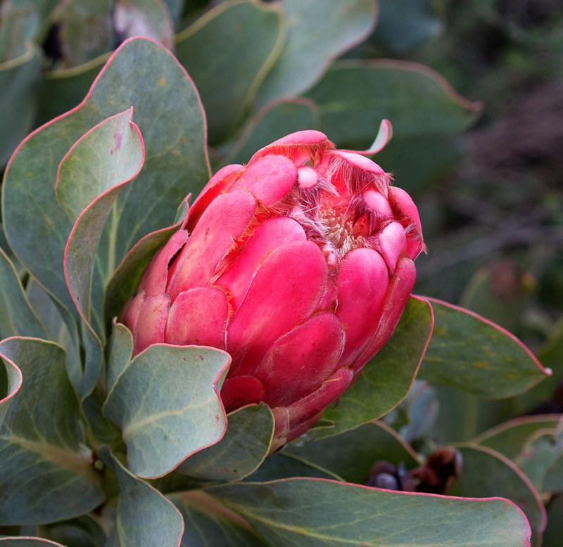 Protea grandiceps photo 2