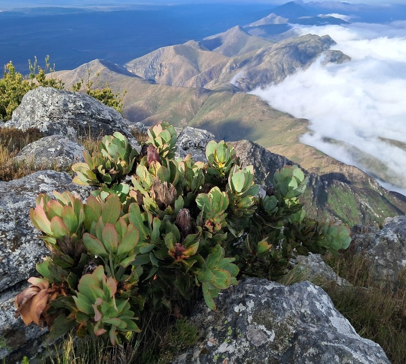 Protea grandiceps photo 3