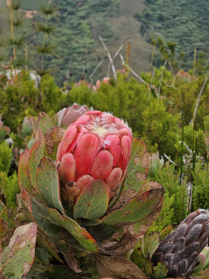 Protea grandiceps photo 5