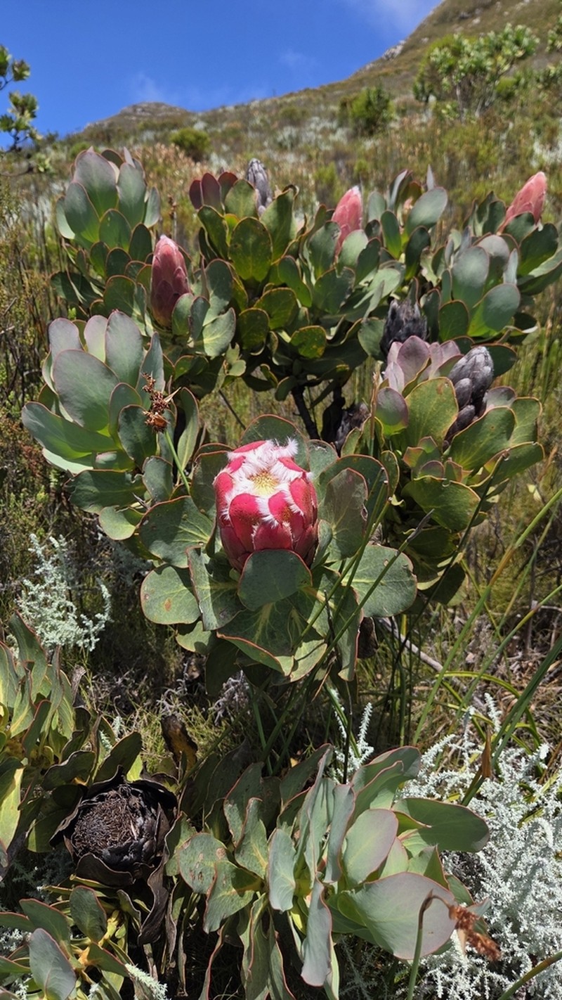 Protea grandiceps photo 6