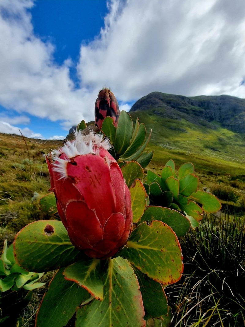 Protea grandiceps photo 7