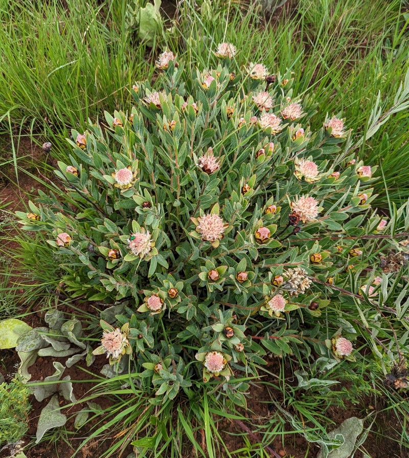 Protea heckmanniana subsp. heckmanniana