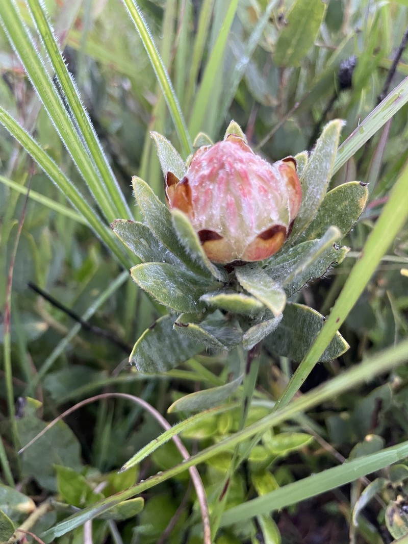 Protea heckmanniana subsp. heckmanniana photo 2