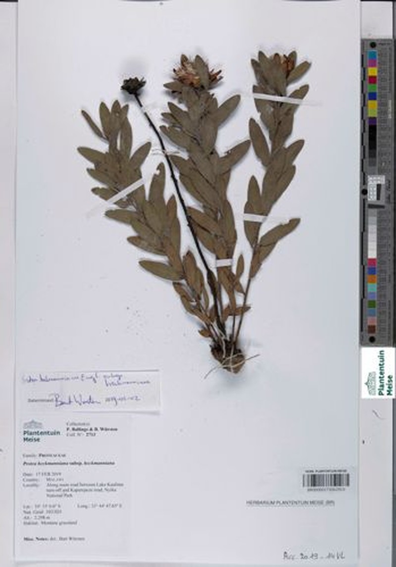 Protea heckmanniana subsp. heckmanniana photo 4