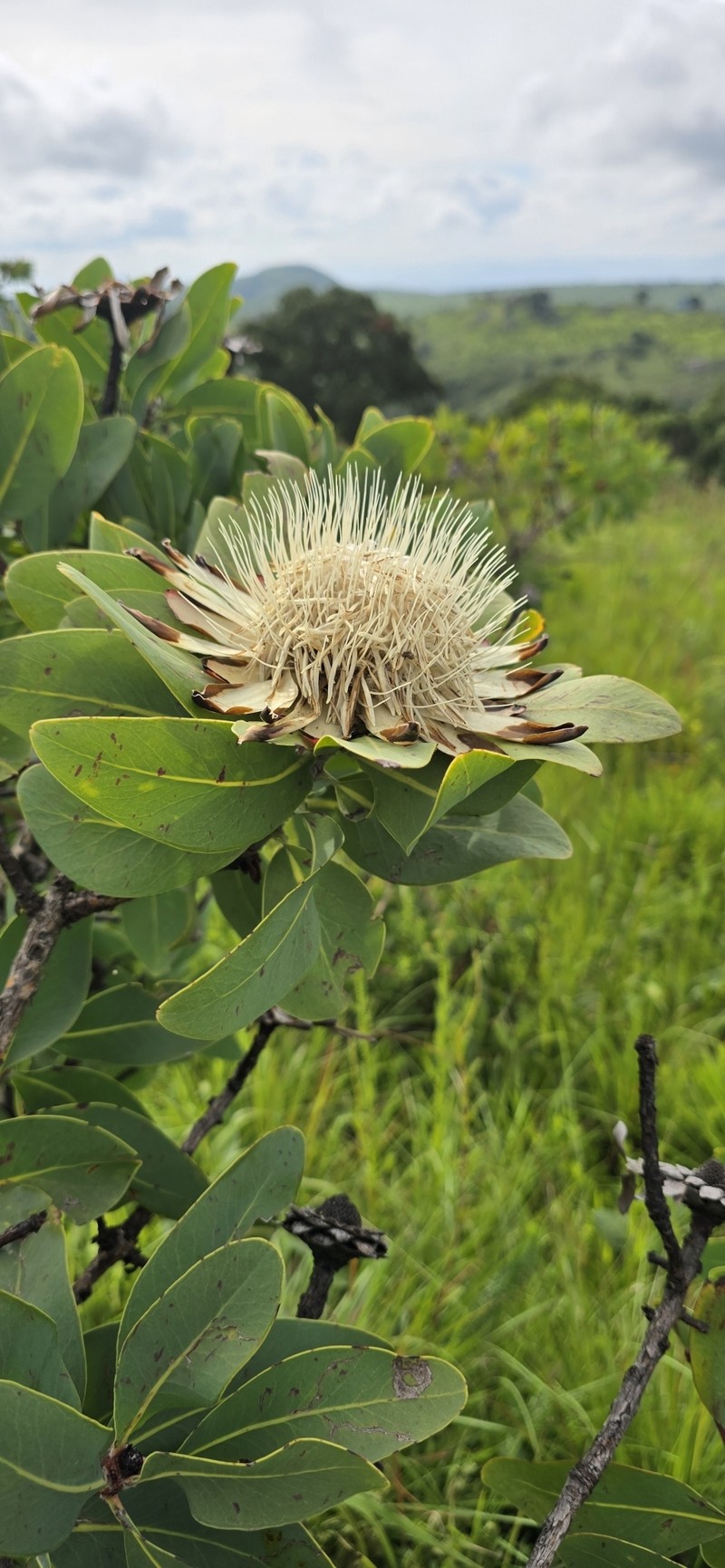 Protea madiensis subsp. madiensis