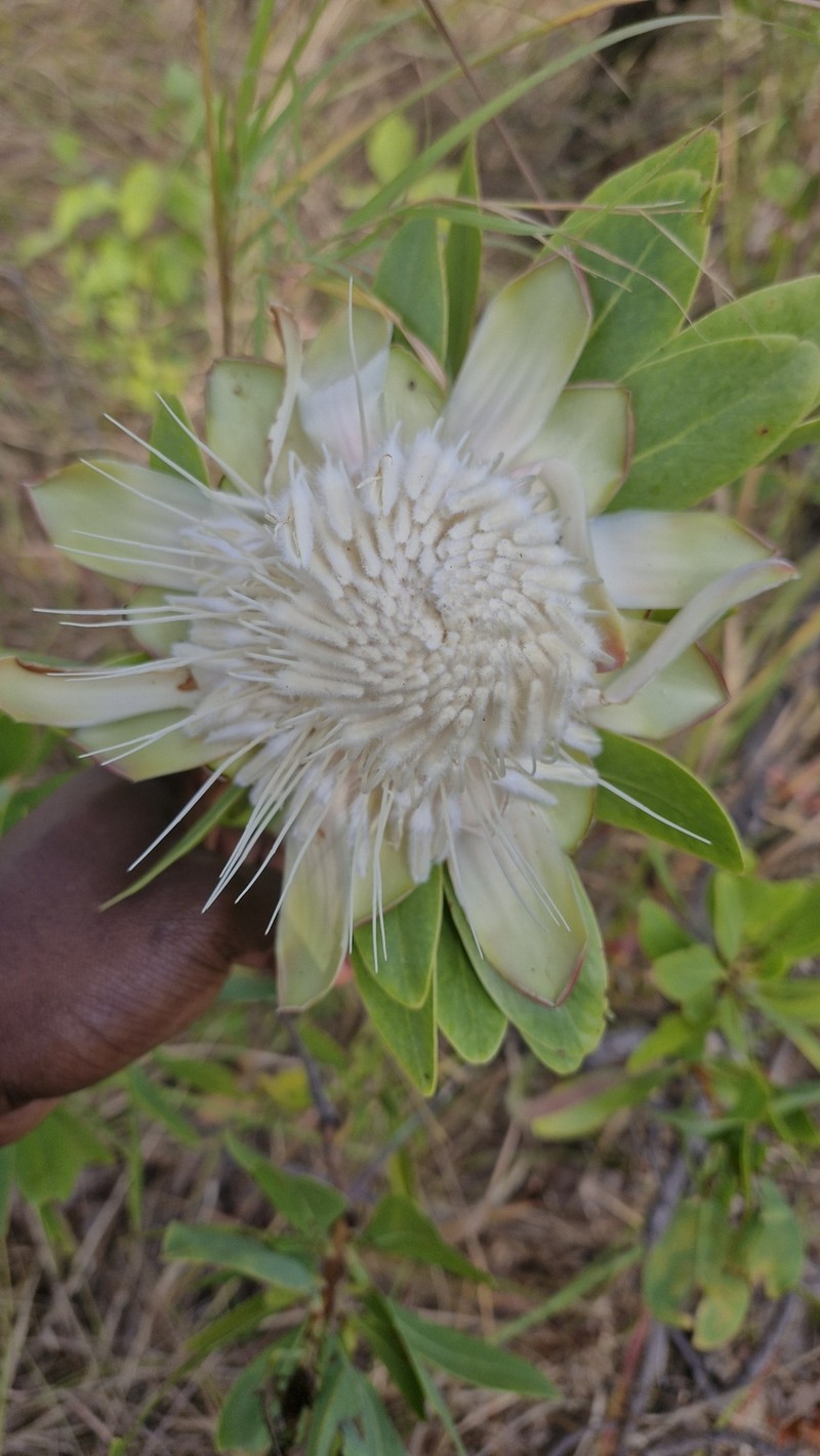 Protea madiensis subsp. madiensis photo 2