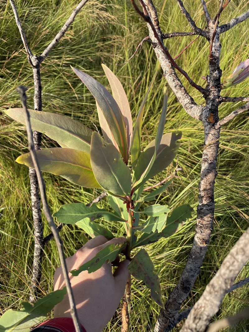 Protea madiensis subsp. madiensis photo 4