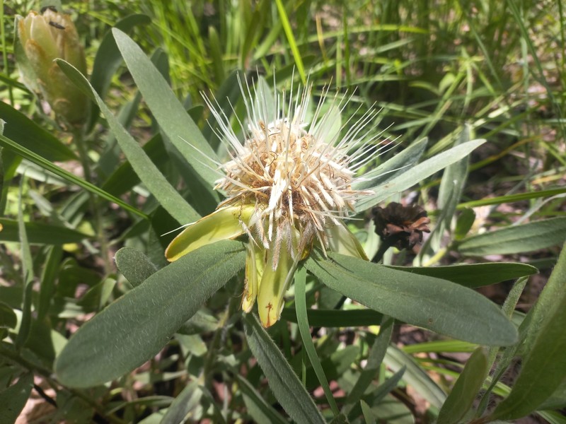 Protea micans subsp. micans