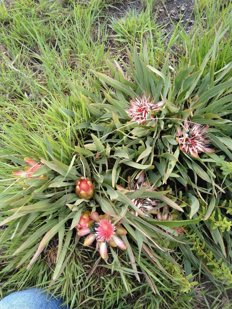 Protea paludosa subsp. paludosa