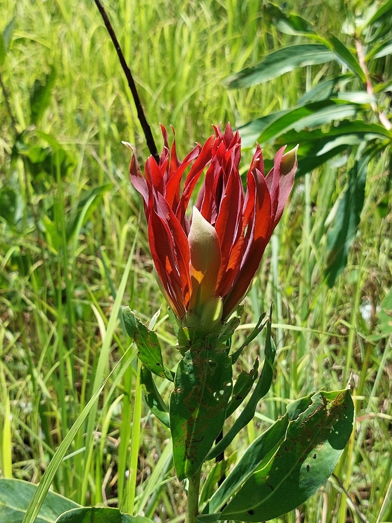 Protea petiolaris subsp. petiolaris