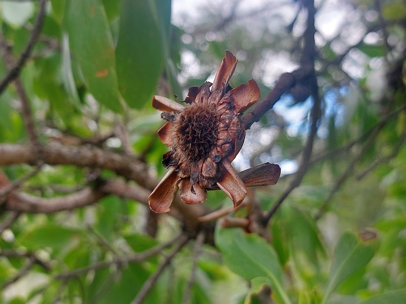 Protea petiolaris subsp. petiolaris photo 2