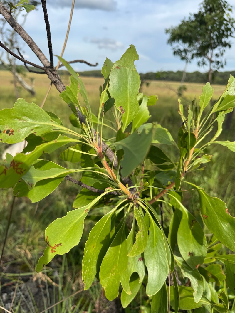 Protea petiolaris subsp. petiolaris photo 3