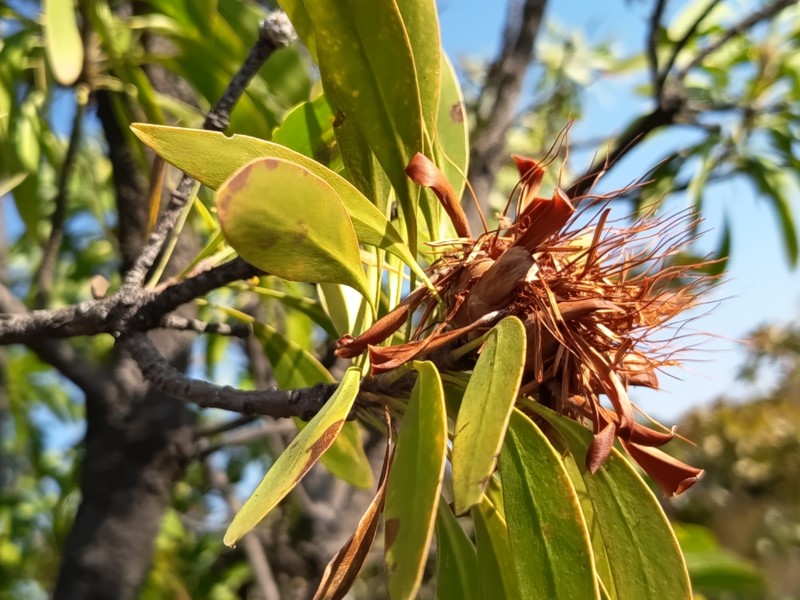 Protea petiolaris subsp. petiolaris photo 4