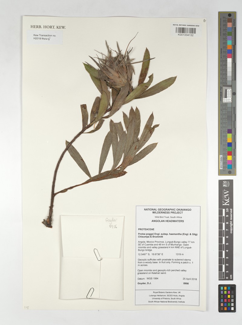 Protea poggei subsp. poggei