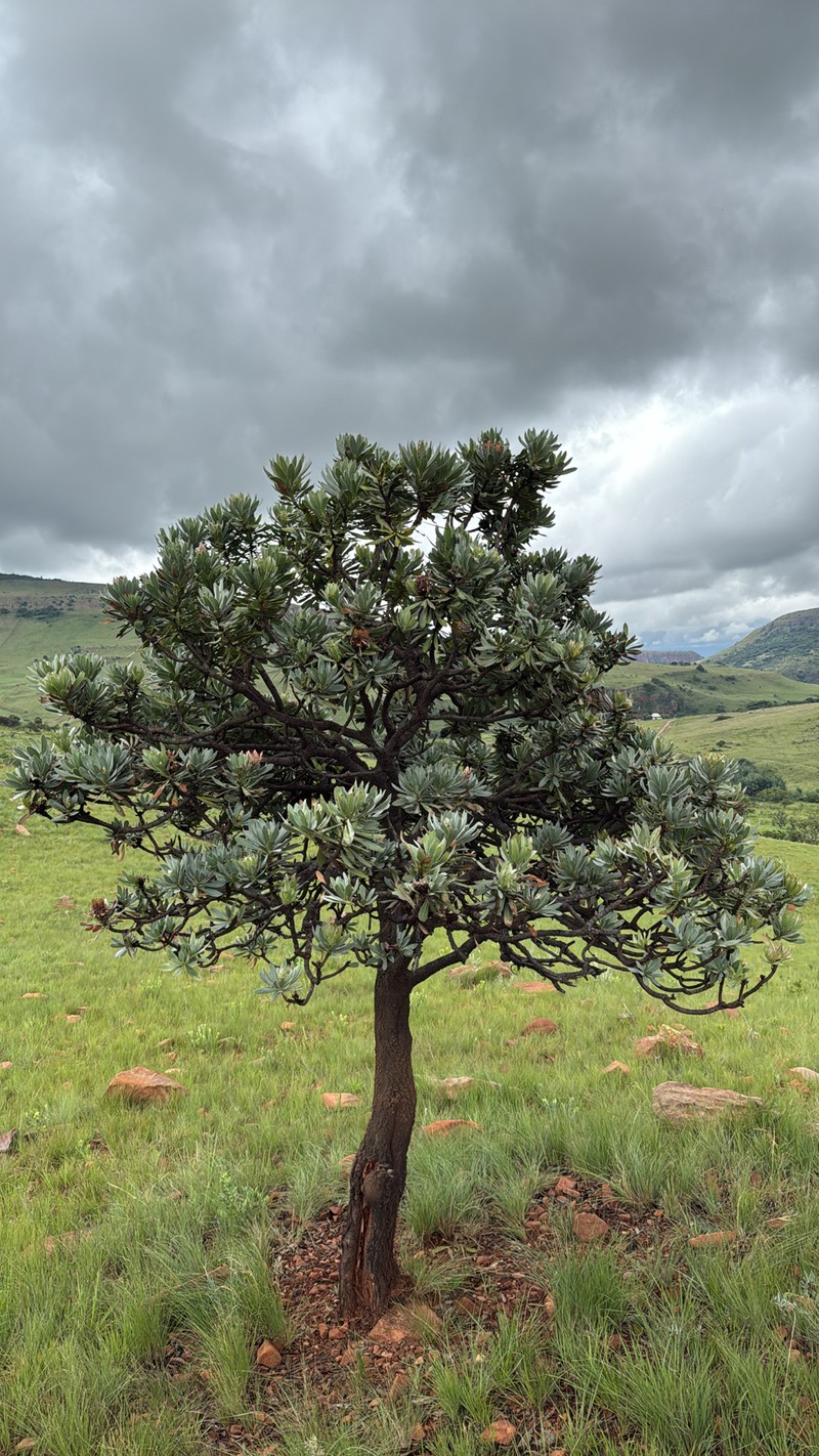Protea roupelliae subsp. roupelliae