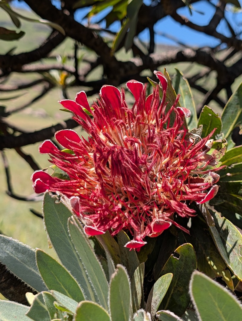 Protea roupelliae subsp. roupelliae photo 2
