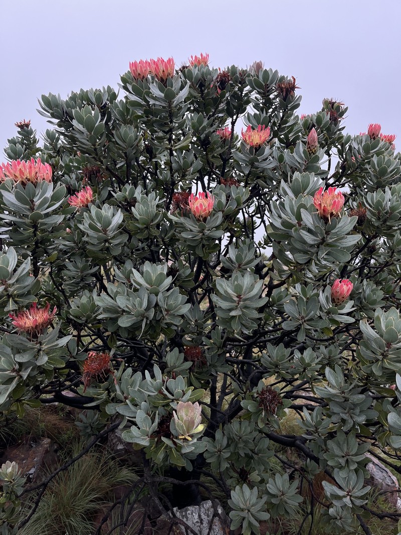 Protea roupelliae subsp. roupelliae photo 3