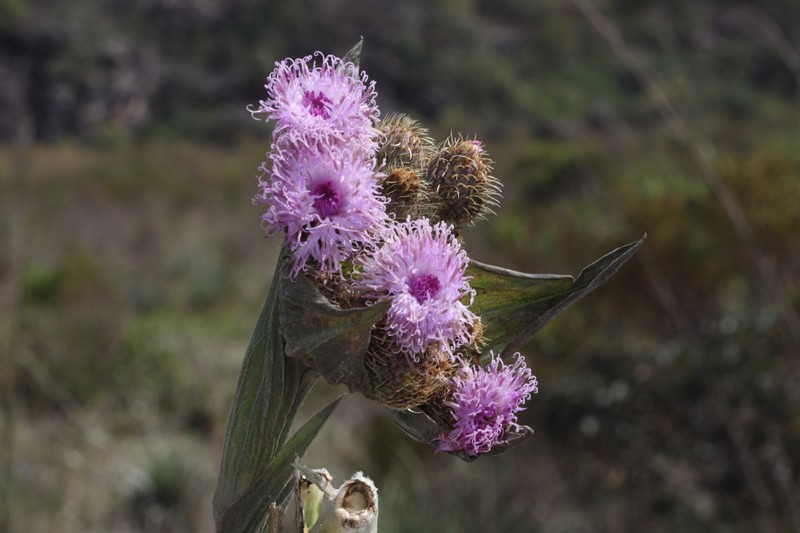 Proteopsis argentea