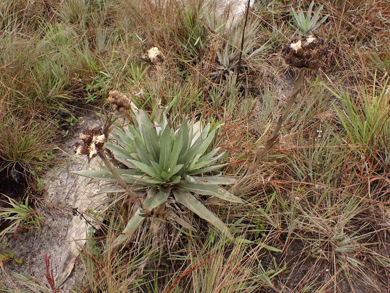 Proteopsis argentea photo 2