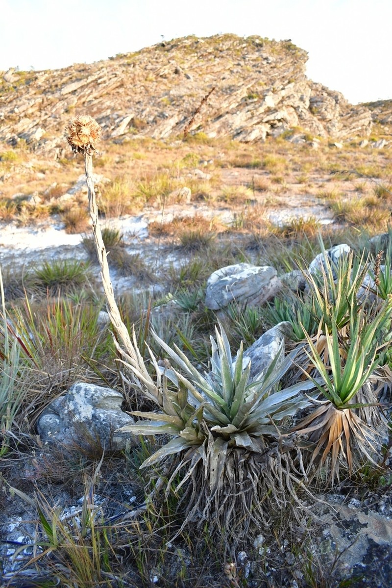 Proteopsis argentea photo 3