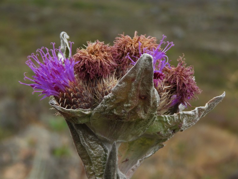 Proteopsis argentea photo 4