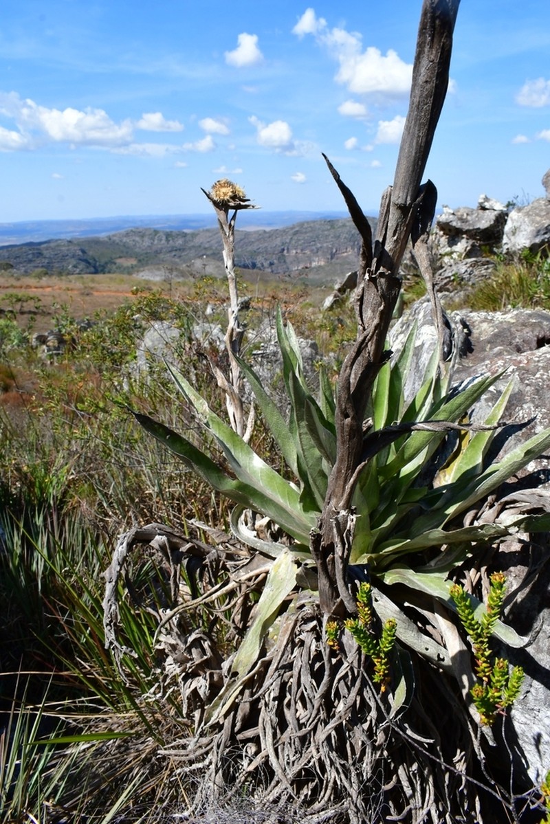 Proteopsis argentea photo 5