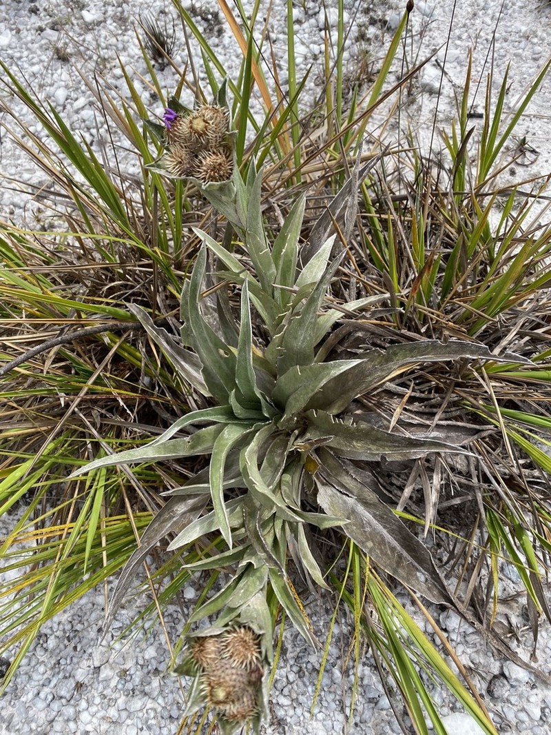Proteopsis argentea photo 6