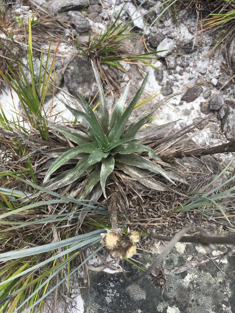 Proteopsis argentea photo 7