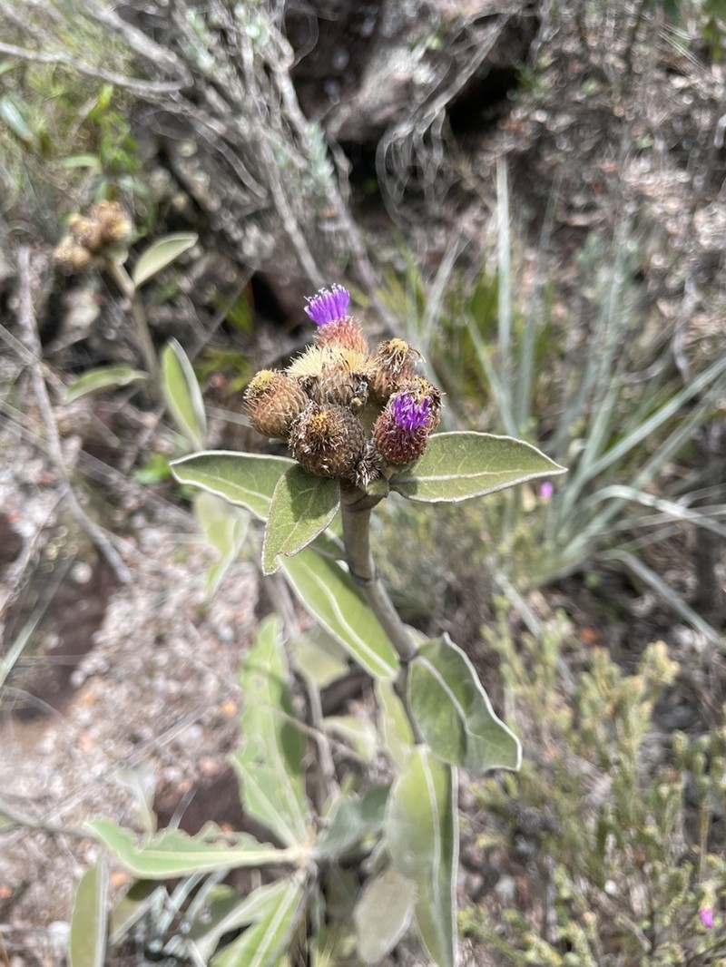 Proteopsis hermogenesii