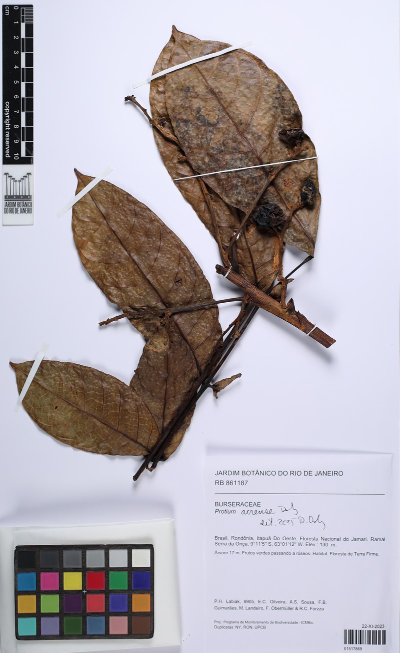 Protium acrense photo 2