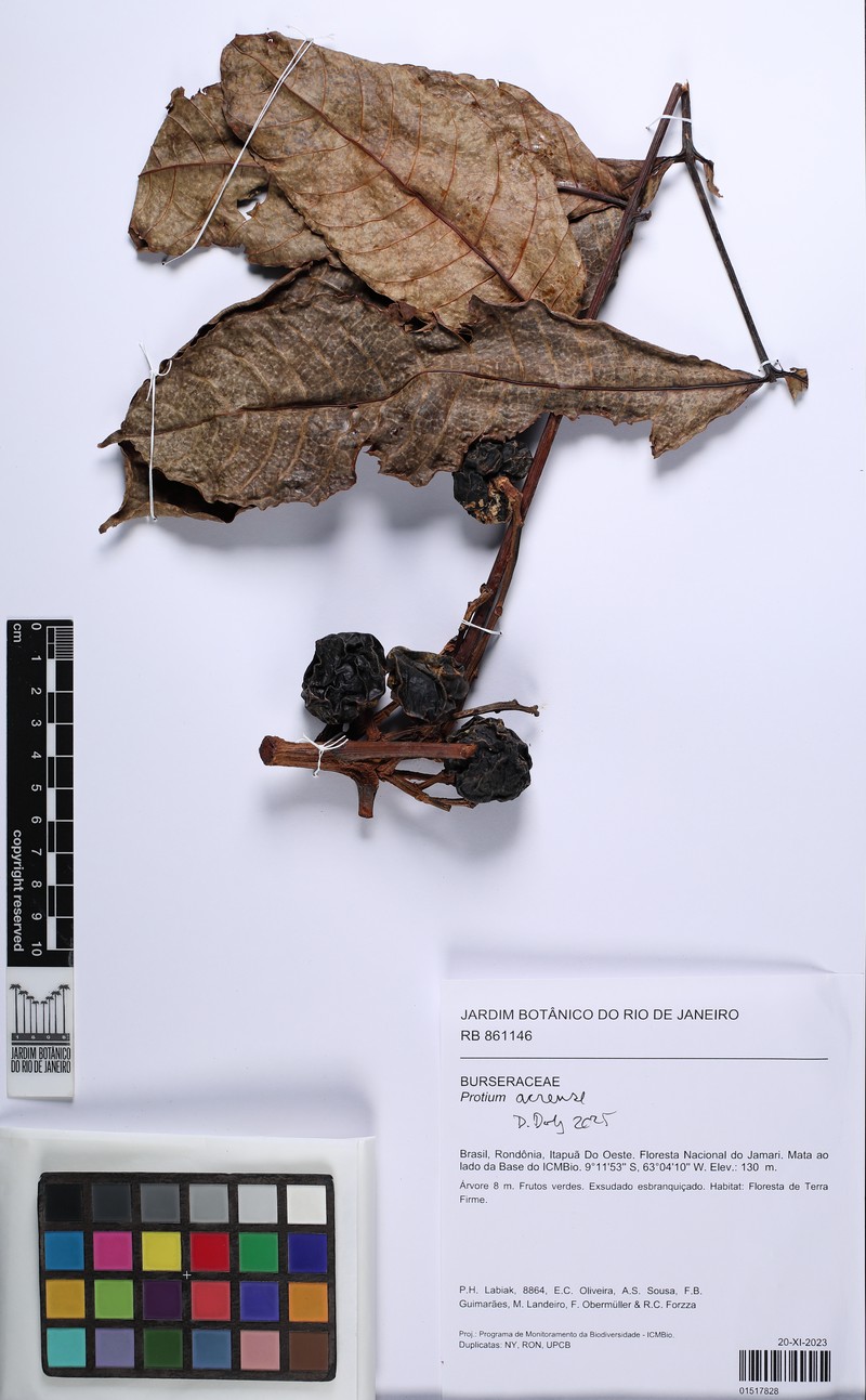 Protium acrense photo 3