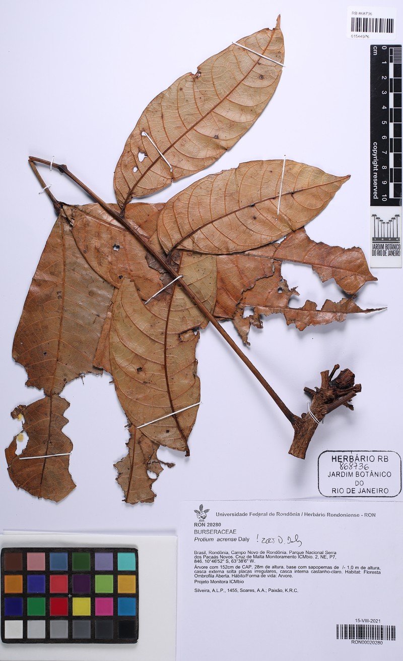 Protium acrense photo 4