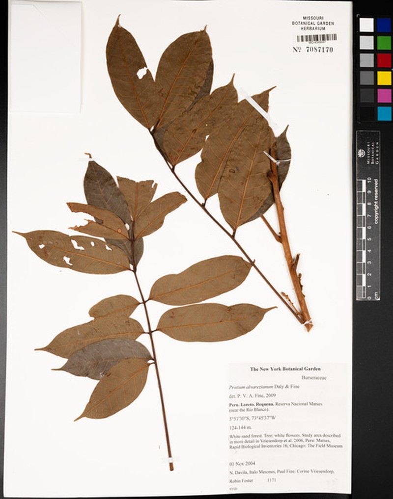 Protium alvarezianum